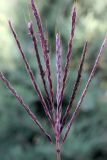 Bothriochloa ischaemum