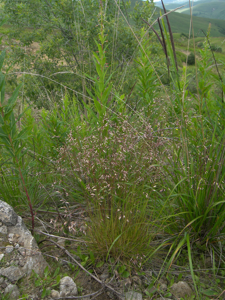 Image of Avenella flexuosa specimen.