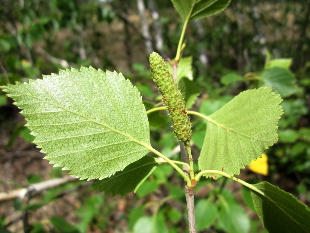 Изображение особи Betula borysthenica.