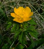 Trollius ranunculinus