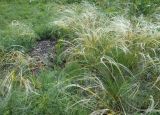 Stipa ucrainica