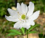 Anemone nemorosa