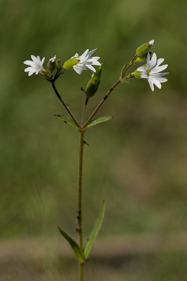 Изображение особи Dichodon viscidum.