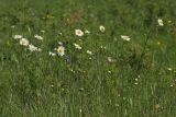 Leucanthemum vulgare. Цветущие растения на сухом пойменном лугу. Ленинградская обл., пойма р. Луга у дер. Кемка. 13.06.2009.