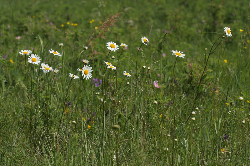 Изображение особи Leucanthemum vulgare.