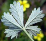 Potentilla heidenreichii. Оборотная сторона листа. Подмосковье, окр. г. Одинцово, разнотравный луг. Июль 2014 г.