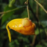 Impatiens capensis. Бутон. Нидерланды, провинция Drenthe, Eelde, берег канала Noord-Willemskanaal. 27 сентября 2009 г.