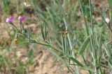 Lathyrus hirsutus