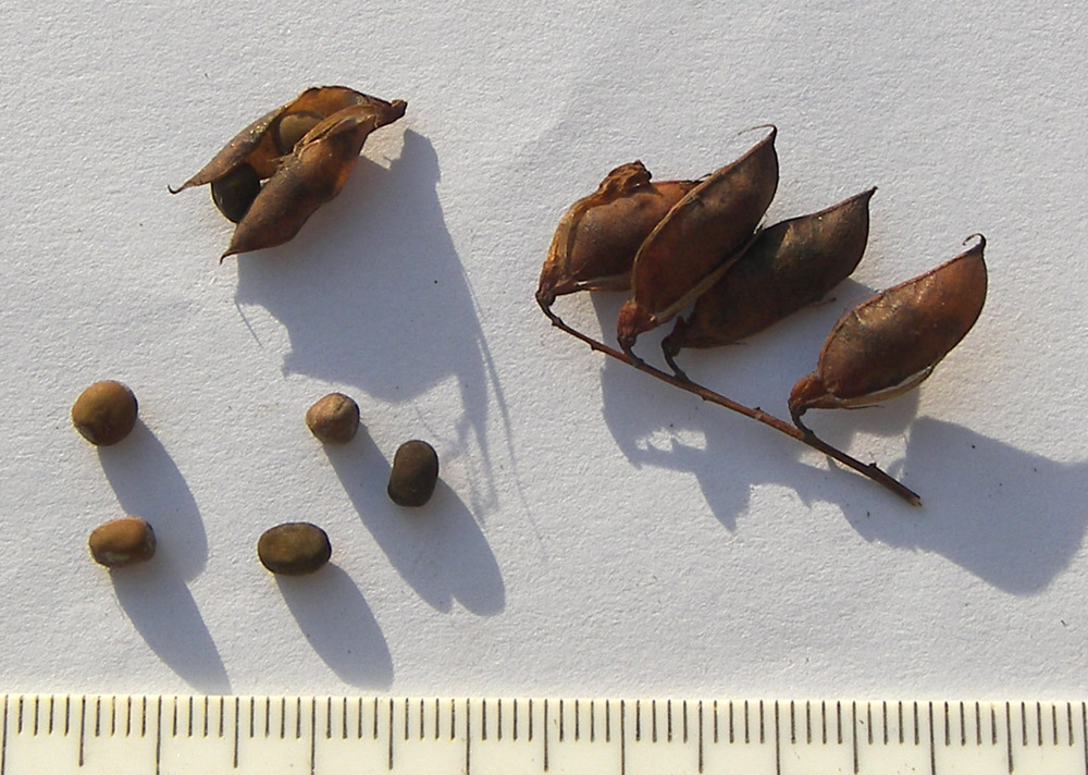 Image of Vicia cassubica specimen.