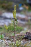 Pinus friesiana. Молодое растение с шишками разной степени зрелости. Кольский п-ов, Кандалакшский берег Белого моря, приморская луговина на песчаном пляже. 24.06.2015.