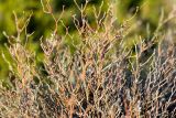 Limonium roridum. Верхушки генеративных побегов. Греция, Эгейское море, о. Парос, окр. г. Дриос; высокий скалистый берег моря. 09.01.2016.