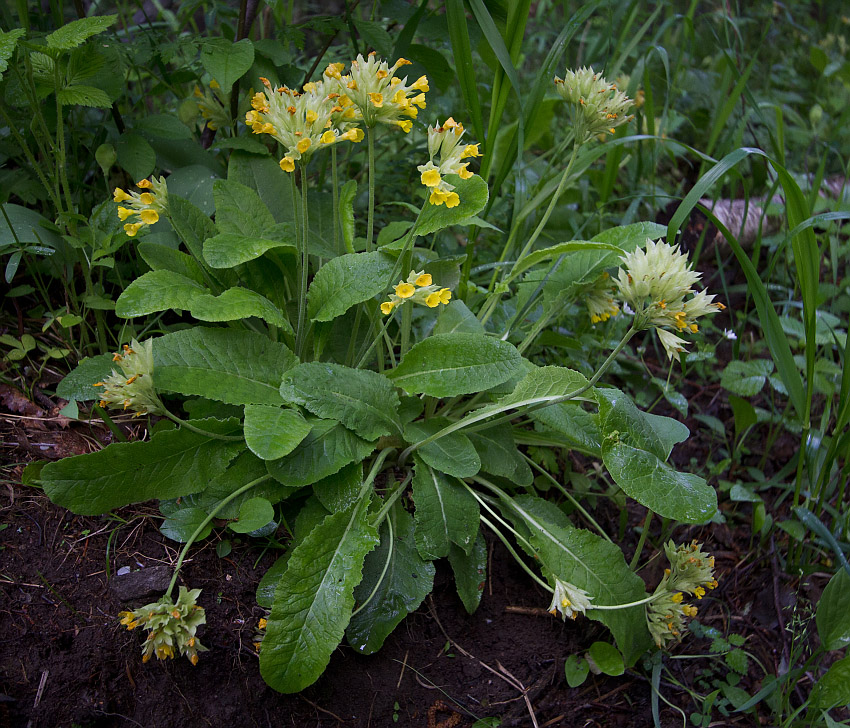 Изображение особи Primula macrocalyx.