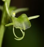 Liparis japonica