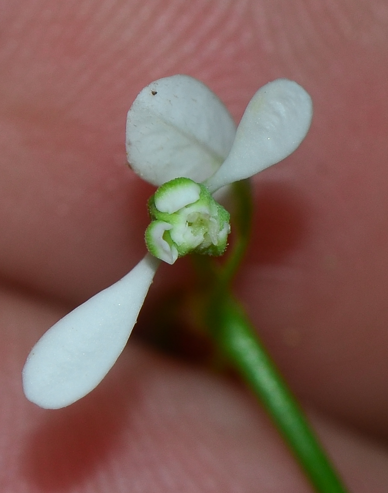 Изображение особи Euphorbia graminea.