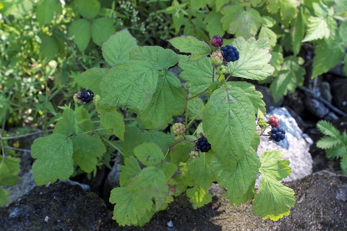 Изображение особи Rubus caesius.