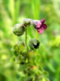 Cynoglossum officinale