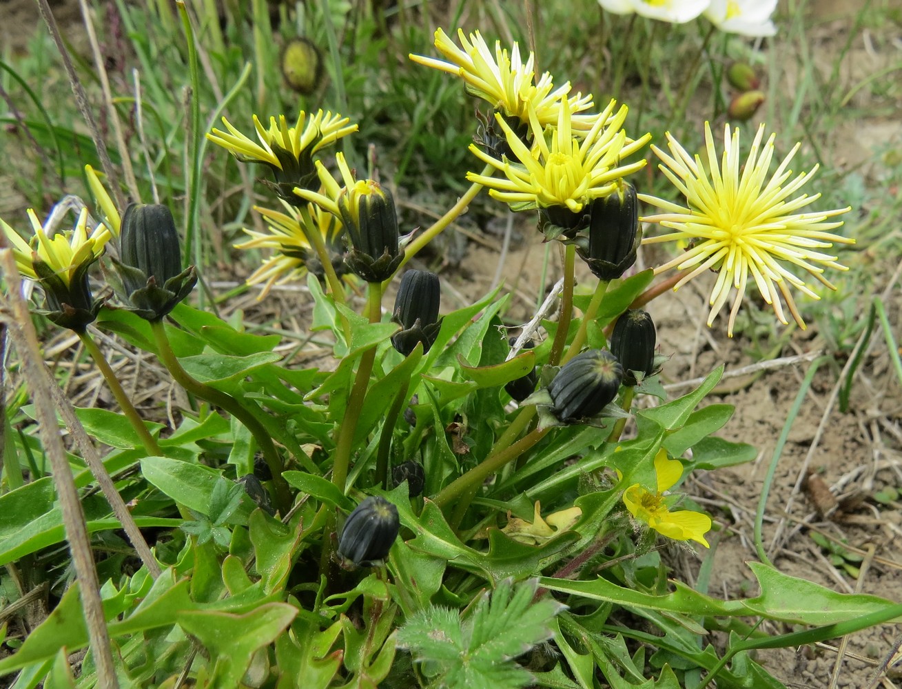 Изображение растения Taraxacum semitubulosum.