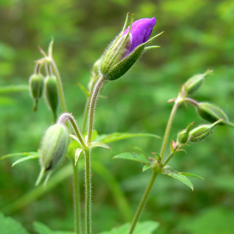 Изображение особи Geranium sylvaticum.