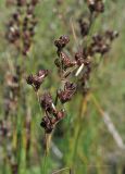 Juncus compressus