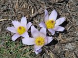 Pulsatilla turczaninovii