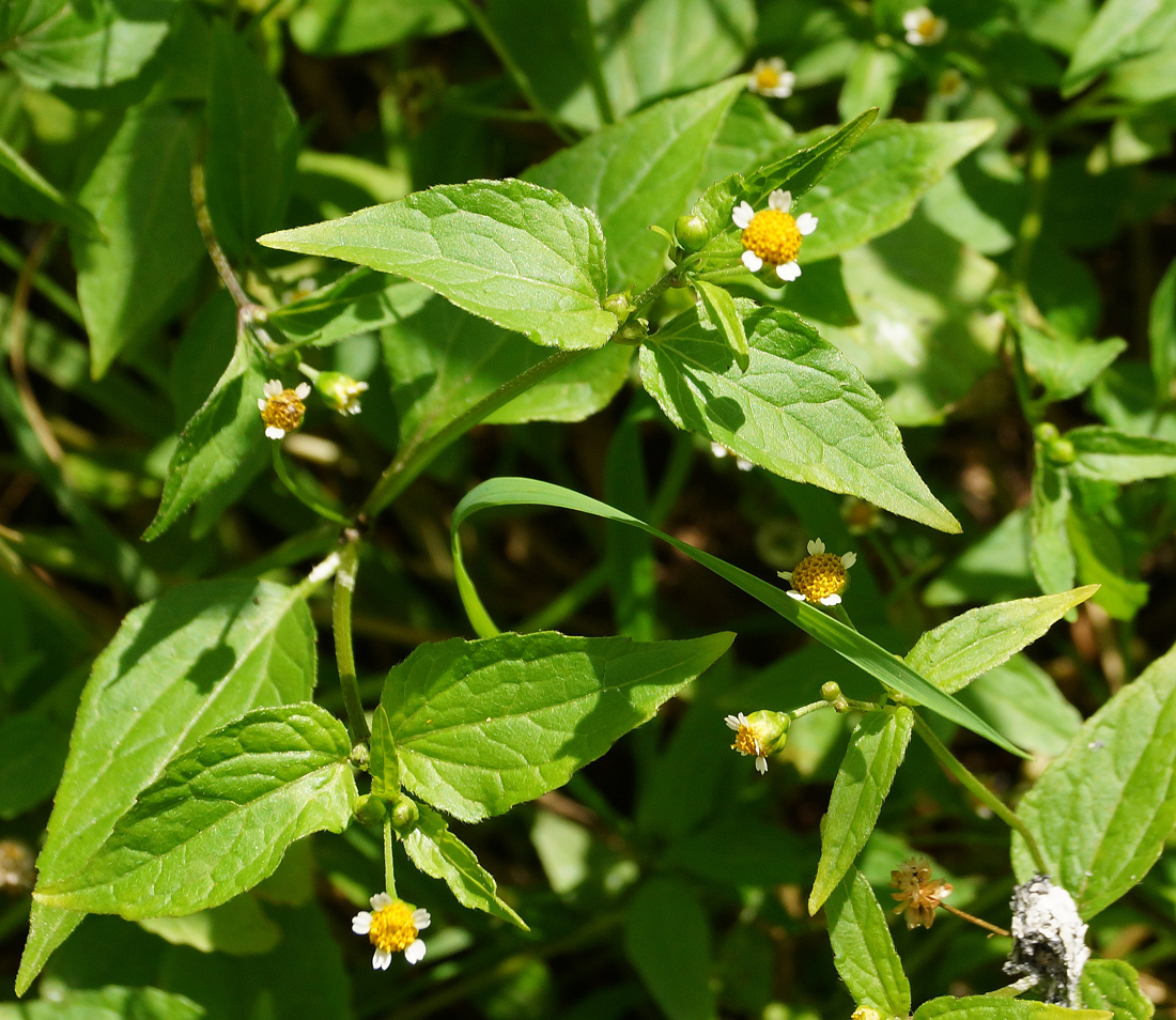 Изображение особи Galinsoga parviflora.