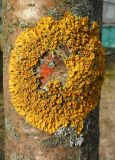 Xanthoria parietina