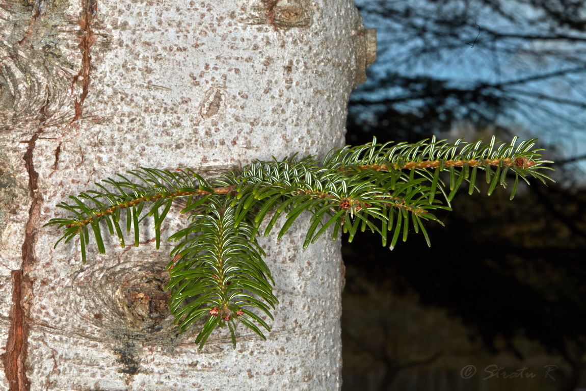 Изображение особи Abies alba.