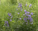 Polemonium caeruleum