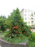 Campsis radicans