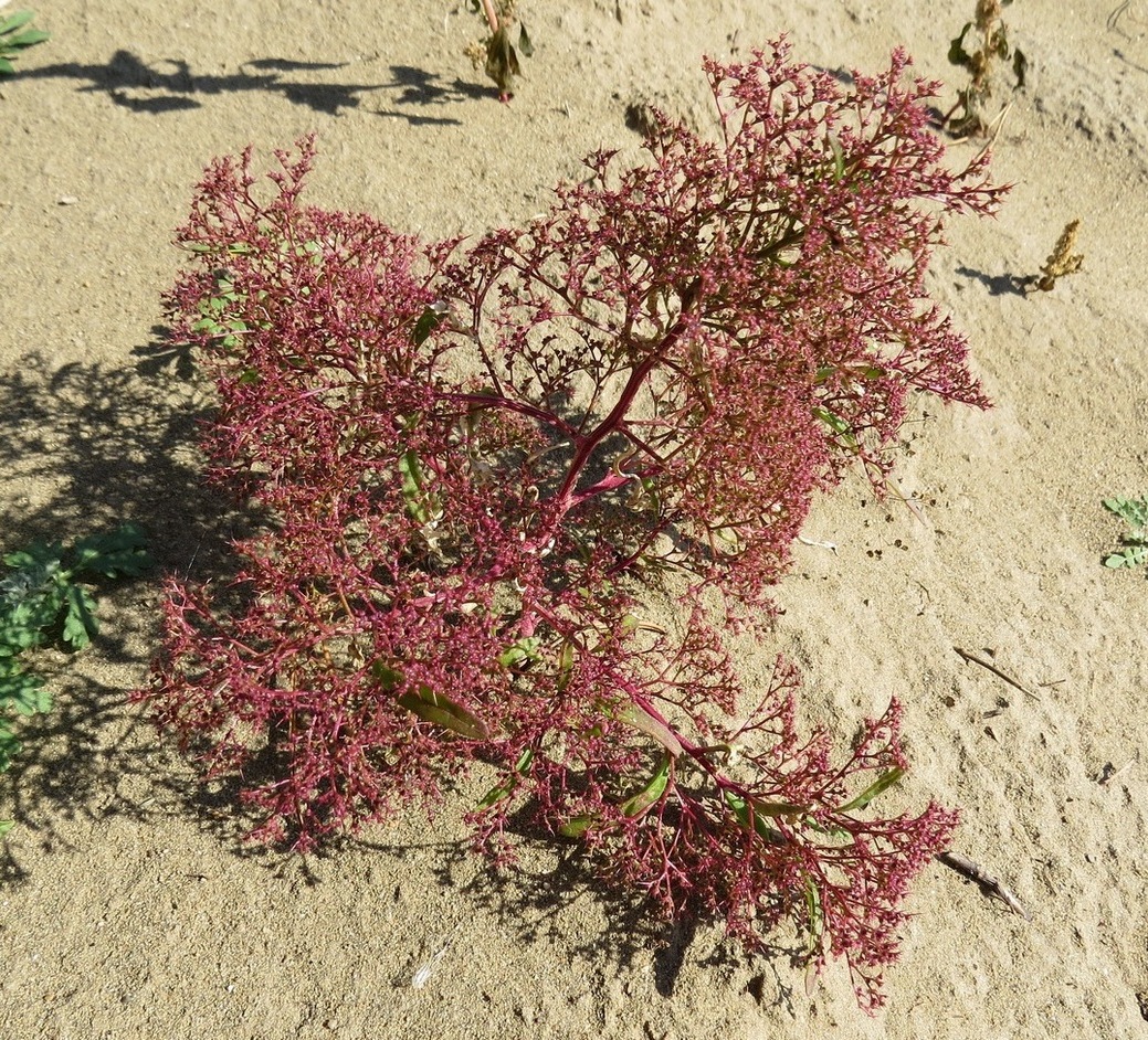 Изображение особи Teloxys aristata.