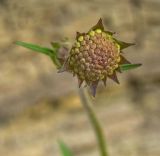 Knautia arvensis