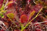 Drosera × obovata. Листья. Нижегородская обл., Володарский р-н, озеро Светлое-1, сфагновая сплавина. 02.09.2017.