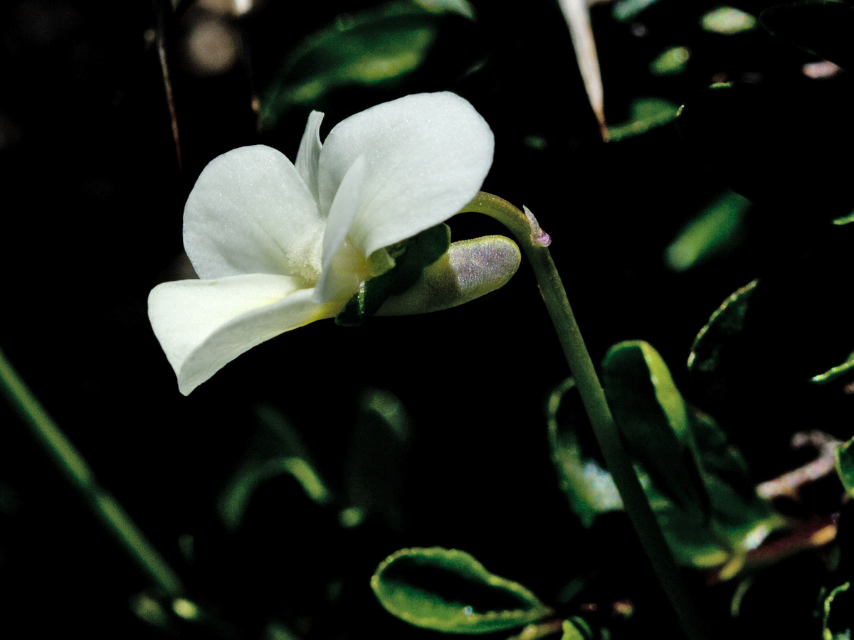 Изображение особи Viola fragrans.