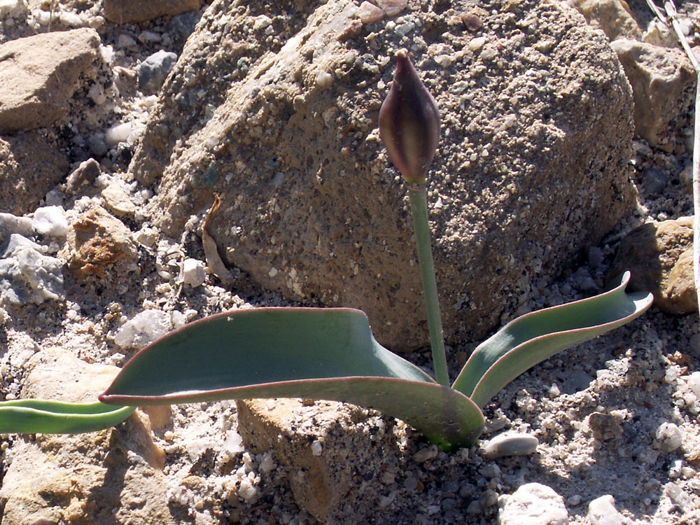 Image of Tulipa jacquesii specimen.