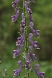 Aconitum septentrionale