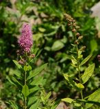 Spiraea × billardii. Верхушки раскрывающегося и нераскрывшегося соцветий. Восточный Казахстан, г. Усть-Каменогорск, Архитектурно-ландшафтный музей-заповедник, в культуре. 18.06.2017.