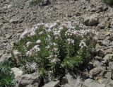 Asperula cretacea