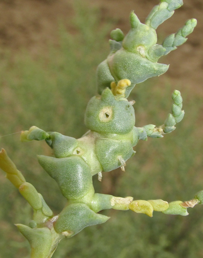 Изображение особи Kalidium foliatum.