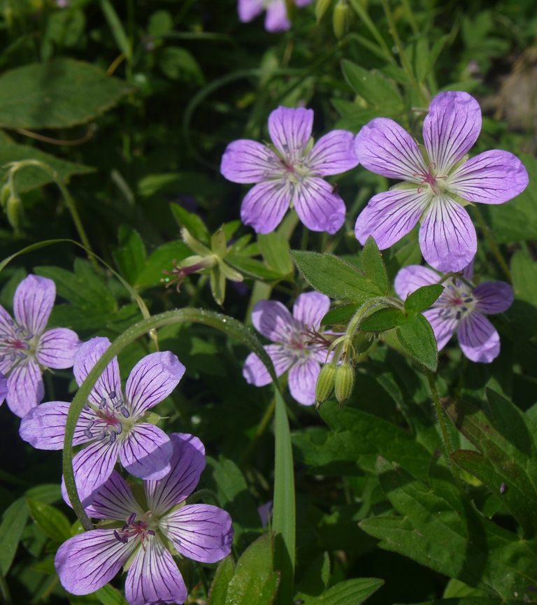 Изображение особи Geranium wlassovianum.