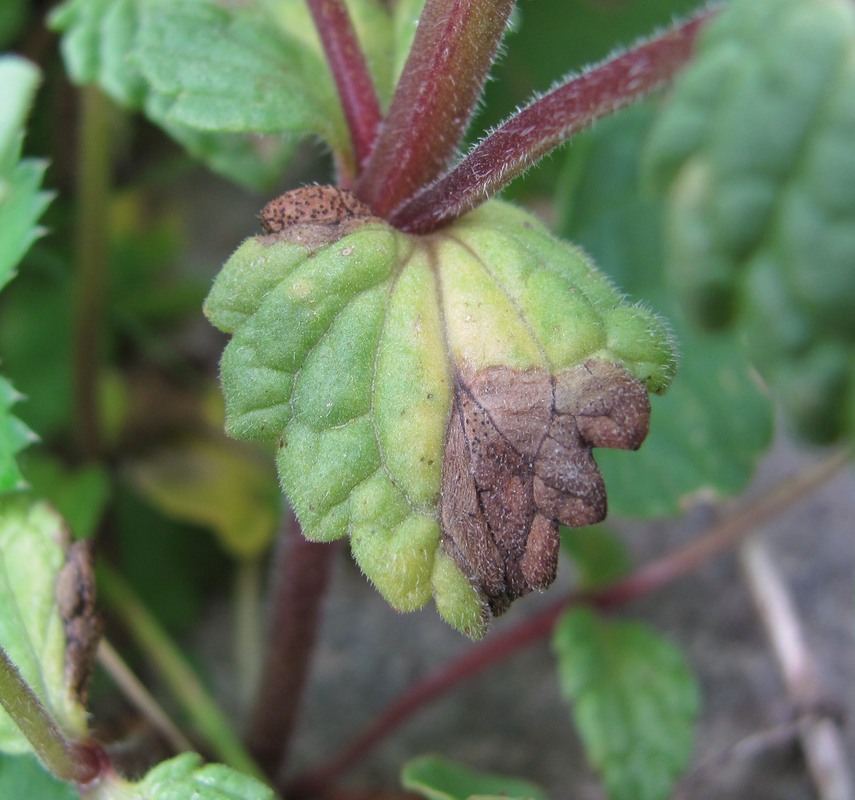 Изображение особи Nepeta supina.