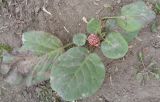 Bergenia crassifolia