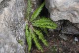 Polystichum lonchitis. Растение среди камней. Крым, Бабуган-яйла, подножие горы Зейтин-Кош. 3 мая 2019 г.