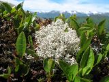 Cladonia rangiferina. Талом на верхушке кочки в сообществе со мхами и Salix. Казахстан, Центральный Алтай, окр. оз. Рахмановское, пер. Радостный, ≈ 2200 м н.у.м., горная тундра. 26 июня 2019 г.