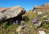 Gentianella biebersteinii