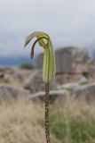 Arisarum vulgare. Верхушка побега с соцветием. Турция, пров. Анталья, р-н Каш, окр. пос. Кынык, амфитеатр Ксанфа. 30.12.2019.