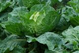 Brassica oleracea var. capitata