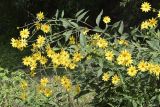 Helianthus tuberosus