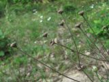 Pyrethrum poteriifolium