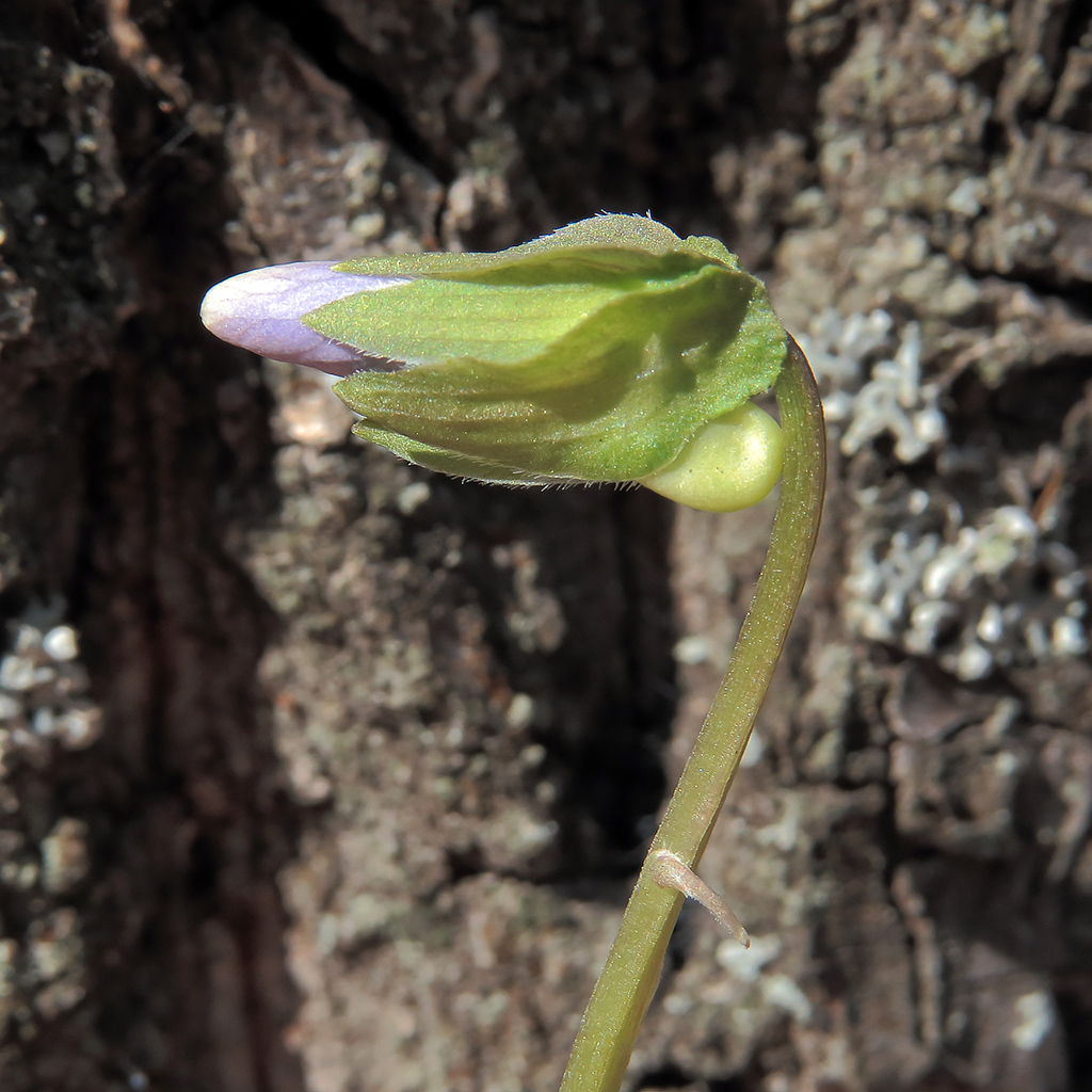 Изображение особи Viola mirabilis.