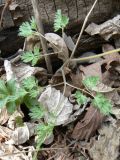 Corydalis fumariifolia